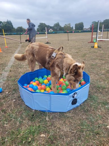 The ball pool was a hit!